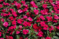 Bounce Cherry Impatiens (Impatiens 'Balboucher') at Lakeshore Garden Centres