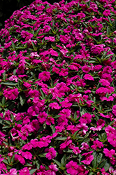 Bounce Violet Impatiens (Impatiens 'Balbouvio') at Lakeshore Garden Centres