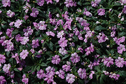 Big Bounce Lilac Impatiens (Impatiens 'Balbigilac') at Lakeshore Garden Centres