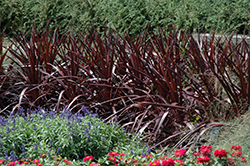 Cardinal Cordyline (Cordyline 'Cardinal') at Lakeshore Garden Centres