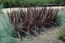 Purple Sensation Cordyline (Cordyline 'Purple Sensation') at Lakeshore Garden Centres