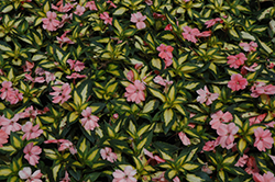 SunPatiens Spreading Salmon New Guinea Impatiens (Impatiens 'SunPatiens Spreading Salmon') at Lakeshore Garden Centres