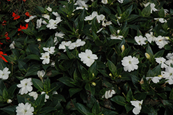 SunPatiens Spreading Clear White New Guinea Impatiens (Impatiens 'SunPatiens Spreading Clear White') at Lakeshore Garden Centres