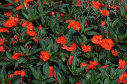 SunPatiens Spreading Clear Orange New Guinea Impatiens (Impatiens 'SunPatiens Spreading Clear Orange') at Lakeshore Garden Centres