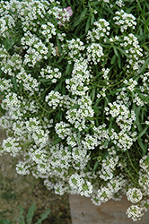 Stream Silver Sweet Alyssum (Lobularia maritima 'Stream Silver') at Lakeshore Garden Centres