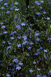 Suntory Trailing Sky Blue Lobelia (Lobelia 'Suntory Trailing Sky Blue') at Lakeshore Garden Centres