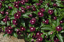 Jams 'N Jellies Blackberry Vinca (Catharanthus roseus 'PAS926830') at Lakeshore Garden Centres