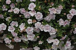 MiniFamous Double Compact Chiffon Calibrachoa (Calibrachoa 'MiniFamous Double Compact Chiffon') at Lakeshore Garden Centres