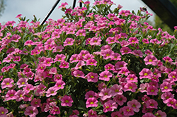 Cabaret Light Pink Calibrachoa (Calibrachoa 'Balcablinkim') at Lakeshore Garden Centres