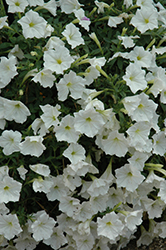 Supertunia White Petunia (Petunia 'Supertunia White') at A Very Successful Garden Center