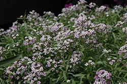 Stream Lavender Sweet Alyssum (Lobularia maritima 'Stream Lavender') at Lakeshore Garden Centres