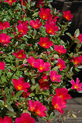 SunDome Red Portulaca (Portulaca 'SunDome Red') at Lakeshore Garden Centres