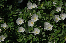 SunDome White Portulaca (Portulaca 'SunDome White') at Lakeshore Garden Centres