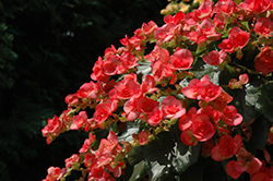 Netja Dark Begonia (Begonia x hiemalis 'Netja Dark') at Lakeshore Garden Centres