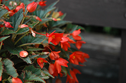 Little Lava Begonia (Begonia 'Little Lava') at Lakeshore Garden Centres