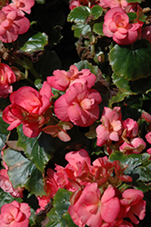 Dragone Evening Glow Begonia (Begonia x hiemalis 'Dragone Evening Glow') at Lakeshore Garden Centres