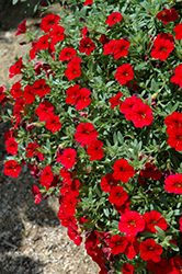 Cabaret Bright Red Calibrachoa (Calibrachoa 'Balcabrite') at Lakeshore Garden Centres