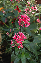 Rocket Bicolor Star Flower (Pentas lanceolata 'Rocket Bicolor') at Lakeshore Garden Centres