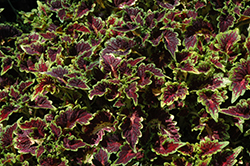 PartyTime Sangria Coleus (Solenostemon scutellarioides 'PartyTime Sangria') at Lakeshore Garden Centres