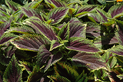 Granville Street Coleus (Solenostemon scutellarioides 'Granville Street') at Lakeshore Garden Centres