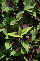Premium Sun Chocolate Splash Coleus (Solenostemon scutellarioides 'Chocolate Splash') at Lakeshore Garden Centres