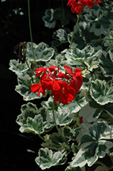 Glitterati Ice Queen Geranium (Pelargonium 'Glitterati Ice Queen') at Lakeshore Garden Centres