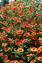 Can-Can Red Splash Calibrachoa (Calibrachoa 'Can-Can Red Splash') at Lakeshore Garden Centres