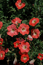 Salmon Ray Petunia (Petunia 'Salmon Ray') at Lakeshore Garden Centres