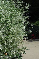 Hip Hop Euphorbia (Euphorbia 'Hip Hop') at Lakeshore Garden Centres
