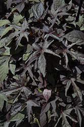 Bright Ideas Black Sweet Potato Vine (Ipomoea batatas 'Bright Ideas Black') at Lakeshore Garden Centres
