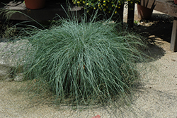 Wind Dancer Lovegrass (Eragrostis elliottii 'Wind Dancer') at Lakeshore Garden Centres