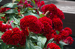 Twisted Celosia (Celosia cristata 'Twisted') at Lakeshore Garden Centres