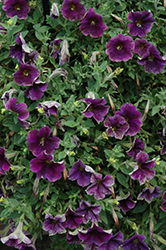 Crazytunia Stonewashed Petunia (Petunia 'Crazytunia Stonewashed') at Lakeshore Garden Centres