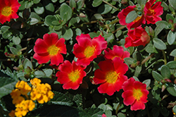 RioGrande Scarlet Portulaca (Portulaca oleracea 'KLEPO14002') at Lakeshore Garden Centres