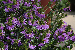 Scalora Top Pot Blue Fan Flower (Scaevola aemula 'Scalora Top Pot Blue') at Lakeshore Garden Centres