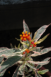 Monarch Promise Milkweed (Asclepias 'Monarch Promise') at Lakeshore Garden Centres