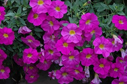SuperCal Pink Petchoa (Petchoa 'SuperCal Pink') at Lakeshore Garden Centres