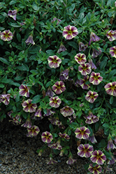Aloha Grape Cartwheel Calibrachoa (Calibrachoa 'Aloha Grape Cartwheel') at Lakeshore Garden Centres