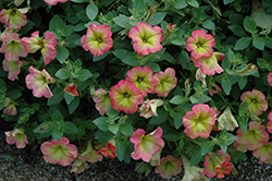 Happy Magic Cremissimo Petunia (Petunia 'Happy Magic Cremissimo') at Lakeshore Garden Centres