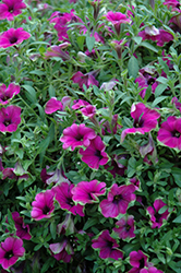 Cascadias Pitaya Petunia (Petunia 'Cascadias Pitaya') at Lakeshore Garden Centres
