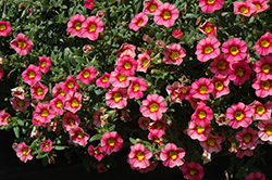 Caloha Classic Tricolor Calibrachoa (Calibrachoa 'Caloha Classic Tricolor') at Lakeshore Garden Centres