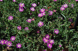 Hot Pink Ice Plant (Delosperma aberdeenense 'Hot Pink') at Lakeshore Garden Centres