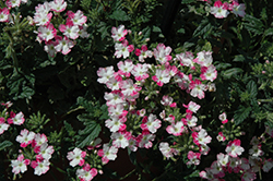 Wicked Hot Pink Verbena (Verbena 'Wicked Hot Pink') at Lakeshore Garden Centres