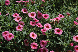 MiniFamous Dark Pink Eye Calibrachoa (Calibrachoa 'MiniFamous Dark Pink Eye') at Lakeshore Garden Centres