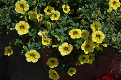 Aloha Kona Pineapple Calibrachoa (Calibrachoa 'Aloha Kona Pineapple') at Lakeshore Garden Centres