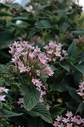 Pinata Compact Pink Star Flower (Pentas lanceolata 'Pinata Compact Pink') at Lakeshore Garden Centres