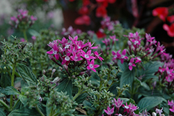 Pinata Compact Lavender Star Flower (Pentas lanceolata 'Pinata Compact Lavender') at Lakeshore Garden Centres