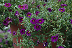 Kabloom Deep Blue Calibrachoa (Calibrachoa 'Kabloom Deep Blue') at Lakeshore Garden Centres