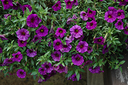 SuperCal Super Blue Petchoa (Petchoa 'SuperCal Super Blue') at Lakeshore Garden Centres