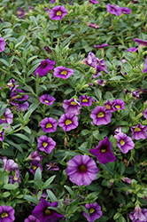 Noa Violet Calibrachoa (Calibrachoa 'Noa Violet') at Lakeshore Garden Centres